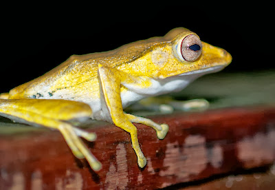 File-eared Tree Frog (Polypedates otilophus)