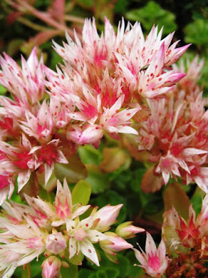 Spiky pink flowers