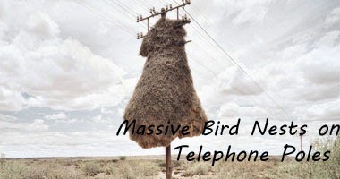 bird-nest