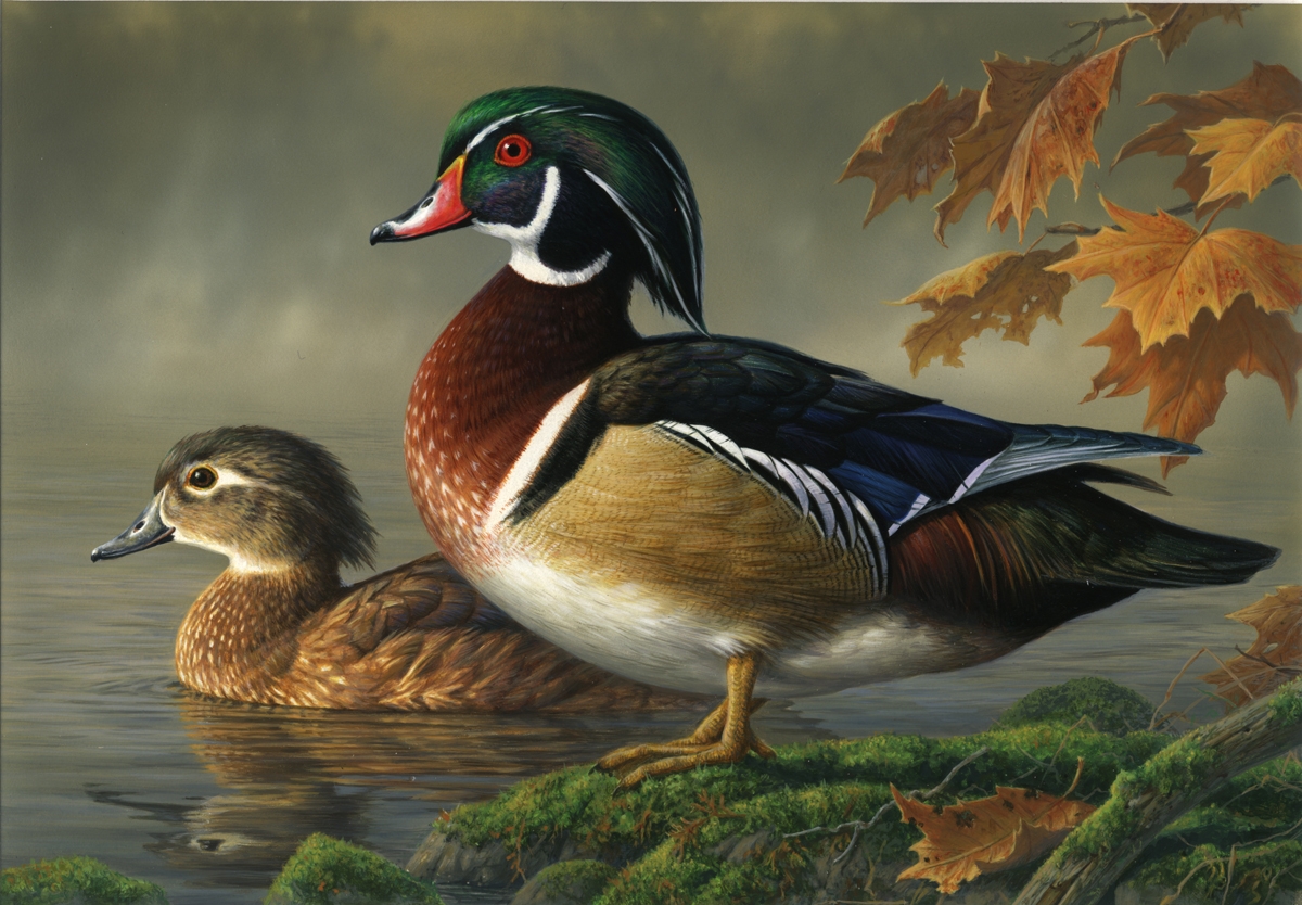 ... brown,white,black duck is swimming in water,wallpapers,pictures,images