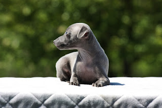 Italian Greyhound puppy for sale