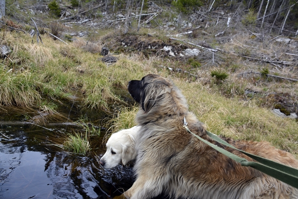 golden retriever leonberger