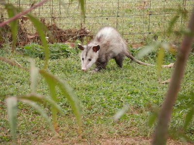 Opossum facts and information