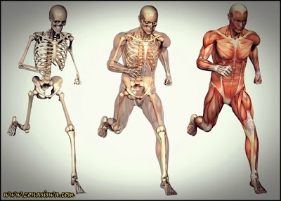 Jenis Jenis Otot  Pada Manusia
