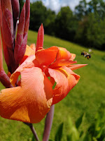 ProsperityStuff: Flowers -- Orange Canna with bumblebee