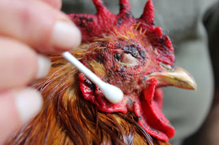 Treating an organic rooster for cuts and bruises