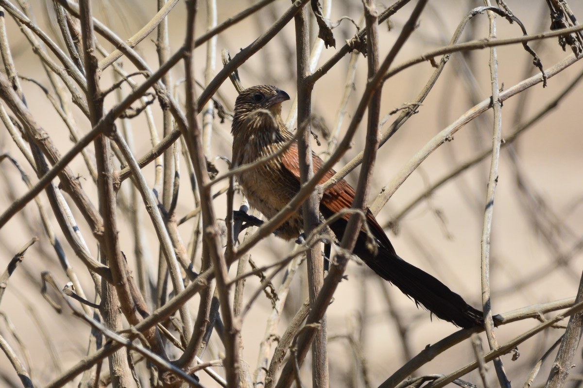 Centropus bengalensis