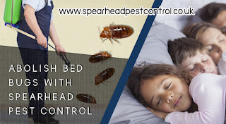 Pest Control Services | Bed Bugs Control