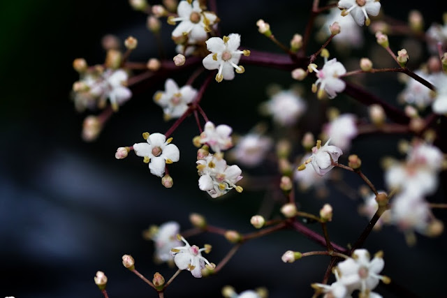 Black Lace Elderberries