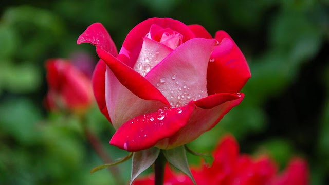 Top 10 Most Beautiful Flowers in the World, Rose