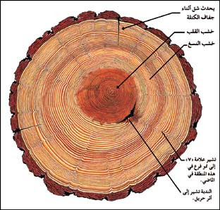 أنواع الأخشاب المستخدمه منذ القدم