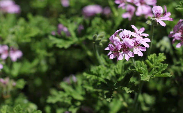 Pelargonium Graveolens Flowers Pictures