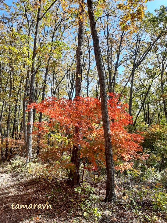 Клён ложнозибольдов (Acer pseudosieboldianum)