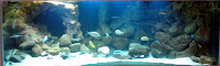 3d Aquarium Background3