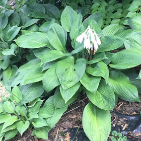 Blue Umbrellas Hosta