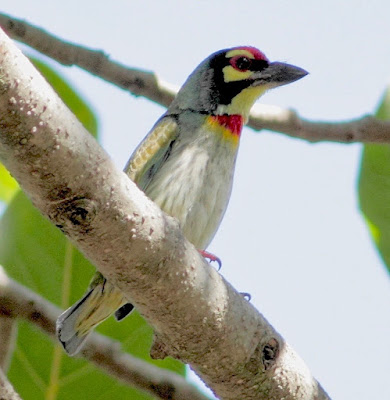 "Coppersmith Barbet , common resident sitting on a tree."