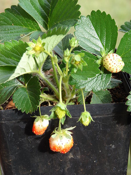 KLASIFIKASI TUMBUHAN BERBIJI Stroberi Fragaria x ananassa 