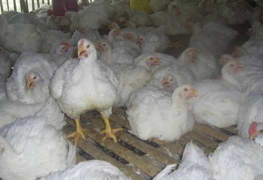 Pentingnya Pemenuhan Kebutuhan Nutrisi pada Ayam Broiler