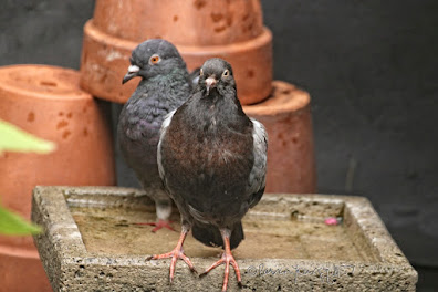 Two pigeons in a bird bath located within my urban garden. These birds are featured in my book series, 'Words In Our Beak," which are available wherever books are sold.