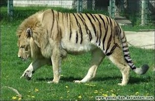 Amazing Pictures of Animals, photo, Nature, exotic, funny, incredibel, Zoo, Liger, Hybrid, Alex (11)