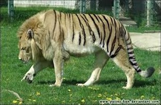 Amazing Pictures of Animals, photo, Nature, exotic, funny, incredibel, Zoo, Liger, Hybrid, Alex (11)