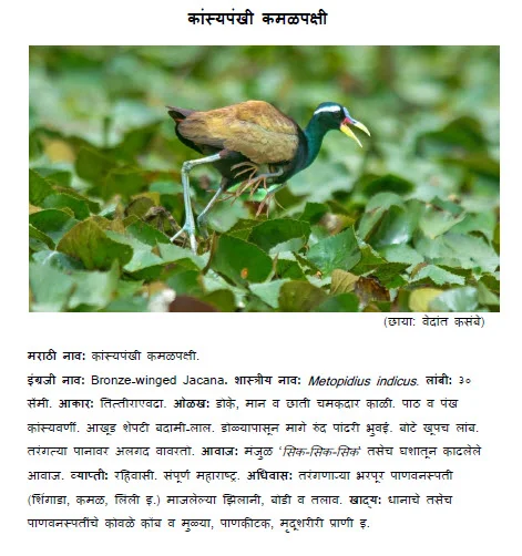 Bronze winged jacana kasypankhi kamalpakshi bird information in marathi