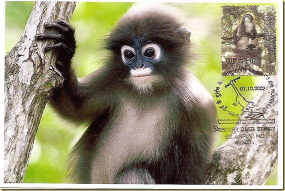 Max. Card-Phayre's Leaf Monkey