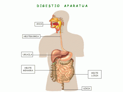 http://www.educaplay.com/es/recursoseducativos/837157/digestio_aparatua.htm