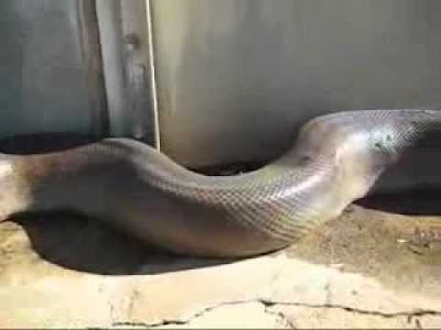 COBRA GIGANTE ATACANDO PESSOA