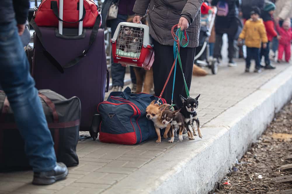 The Foundation That Helps Pets Displaced By The Conflict BetweenUkraine And Russia