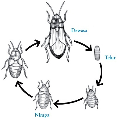 Ciri ciri dan Klasifikasi Filum Arthropoda