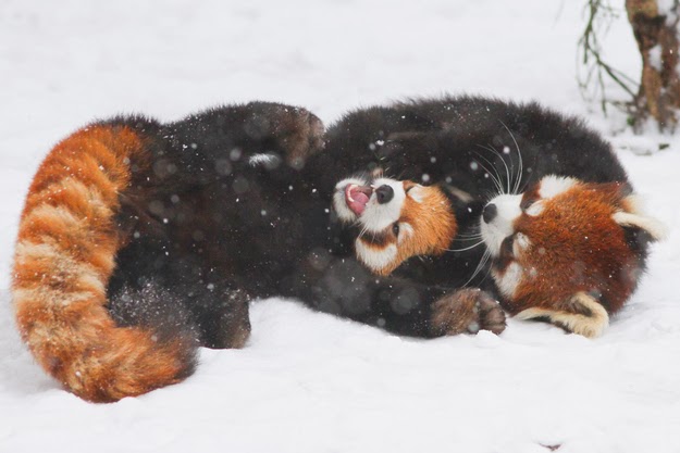 “Friiiiiends!” - If These Red Pandas Can Enjoy The Snow Then You Should, Too