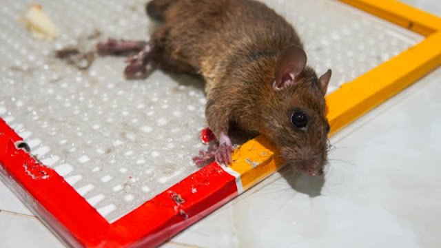 Cara mengusir tikus ampuh