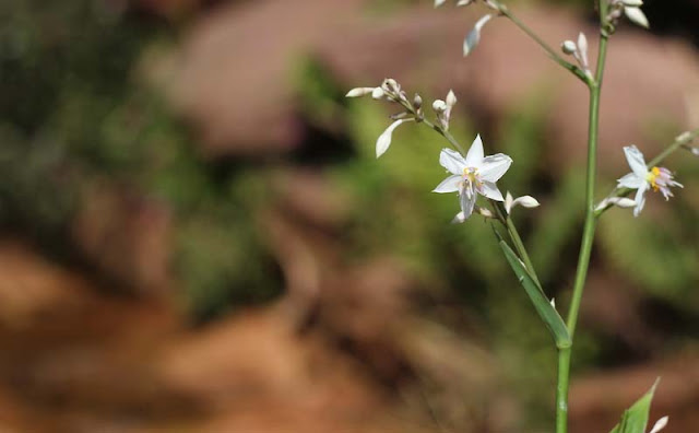 Arthropodium Cirratum Flowers Pictures