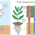 Tại sao nước được vận chuyển theo một chiều từ đất lên cây?