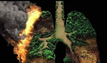 غابات الأمازون المطيرة تحترق وتلوم البشر