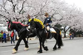 festival cherry blossom lets run park seoul