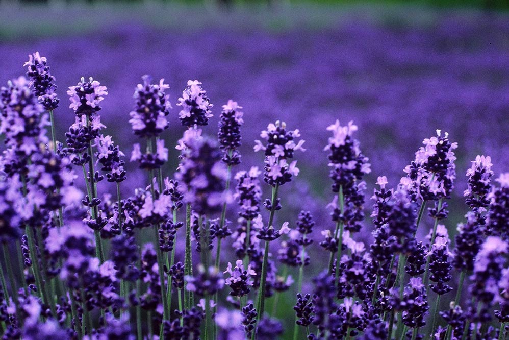 Sweet Lavender  Punya Belog bunga  lavender  