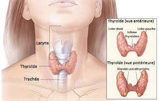 hypothyroïdie et alimentation 