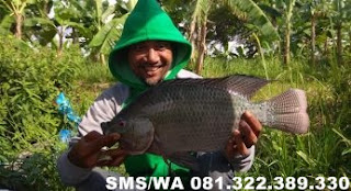 Essen Ikan Nila Babon Aroma Seribu Bunga