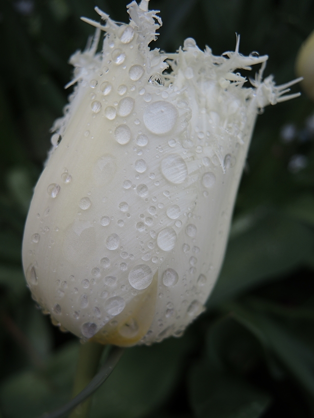 in mijn tuintjes: over #maaimeiniet en hoe ik dat doe en veel mooie blommen in maart en april,  ...