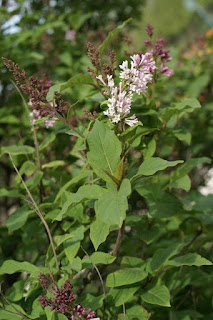 Lilas de Hongrie - Syringa josikaea