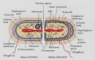 bacteria