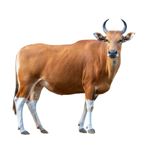 Harga Sapi Qurban Tipe C