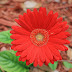 Cara Memelihara Tanaman Gerbera / Hebras 