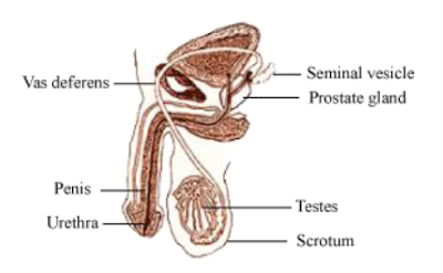 CONCEPT OF HOW DO ORGANISMS REPRODUCE