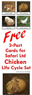 FREE 3-Part Cards for Safari Ltd Chicken Life Cycle Set from In Our Pond