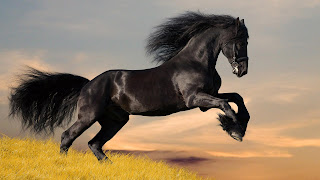 Beautiful Black Horse hd Wallpaper