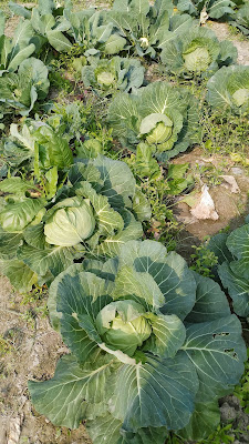 Cabbage | पत्ता गोभी | বাঁধাকপি