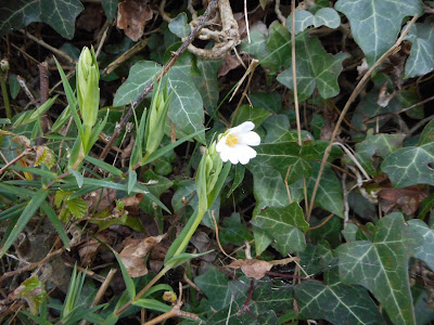 Greater Stitchwort, Devon, 7 March